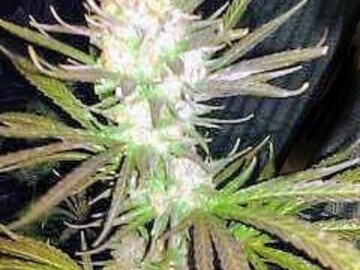 Vente: Chocolate SAGE' (f-2)