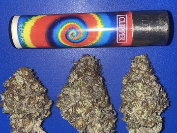 Auktion: WICKED GENETICS EVIL OG S1