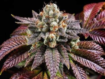 Sale: WICKED GENETICS BLACK EYE
