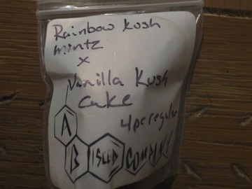 Vente: ABSeedco ( Rainbow Kush Mintz x vanilla Kush Cake)