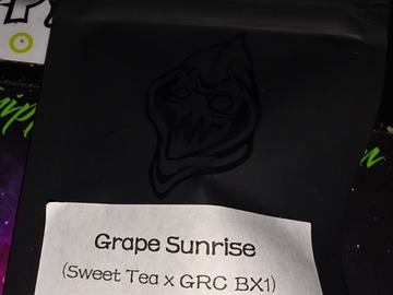 Enchères: Grape Sunshine