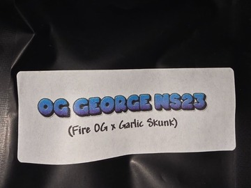 Auction: OG George NS23 (Fire OG x Garlic Skunk)