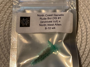Sale: NORTH COAST GENETIX RUDE BOI OG #1 X NORTH WEST ALIEN