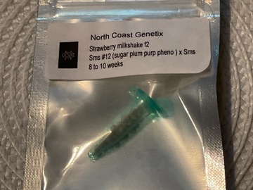Sale: NORTH COAST GENETIX STRAWBERRY MILKSHAKE F2