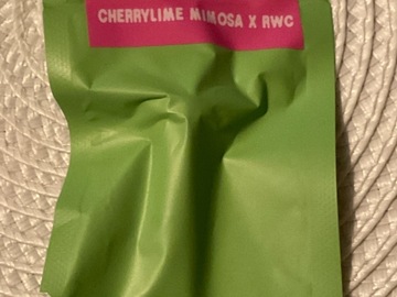 Sale: EMERALD MOUNTAIN SEED CO CHERRYLIME MIMOSA X RWC