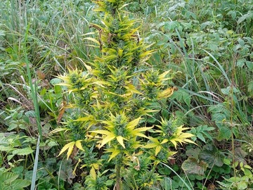 Auktion: Runtz Auto Fem 7 seeds