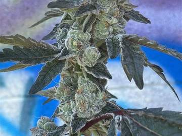 Auction: NEPTUNE PHARMS NYC DIESEL S1