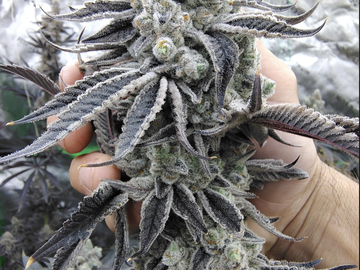 Sale: MAINLEY ORGANICS BUZZTOMIC BAY