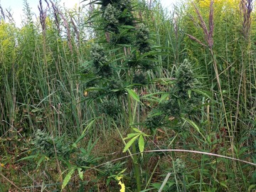 Auction: Gorilla Glue Auto Fem 7 seeds