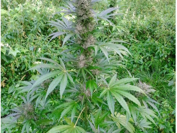 Auction: Wedding Cake Auto Fem 7 seeds