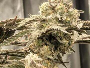 Sale: CLEARWATER - DANTE’S INFERNO X APPLE TARTZ