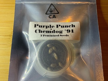 Verkaufen: CSI Humboldt Purple Punch X Chemdog ‘91