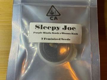 Verkaufen: CSI Humboldt Sleepy Joe