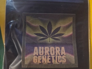 Auktion: NYC Piffton F1 [(Skunk/Chem91 x TK) x NYC Piff #3 "PCG Cut"] *AGx