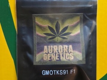 Auktion: GMOTKS91 F1 [(Skunk/Chem91 x TK) x GMO *SkunkMasterFlex] *AGx