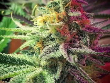 Auktion: Nona's Aperol Spritz F1 [Covelo SourD/BlueCut GSC x Sour Tangie]