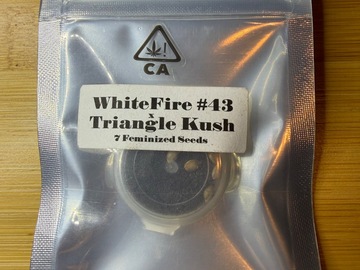 Verkaufen: CSI Humboldt WhiteFire #43 X Triangle Kush