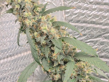 Sale: Lemon Gold #2 (Lemon G Bx x Meigs County Gold F2)