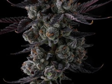 Sale: Compound Genetics Any Day