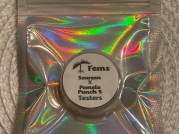 Auction: Bloom Soureen x Pomelo Punch #5