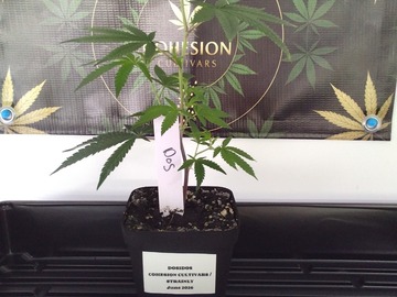 Auction: Dosidos