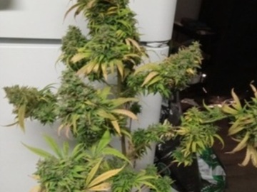 Vente: Cubano black haze