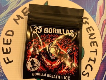 Venta: Studley-Inspired Gorilla Breath Collection – 7 Strains