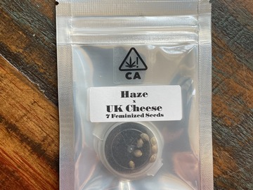 Verkaufen: CSI Humboldt - Haze x UK Cheese (7 FEMS)