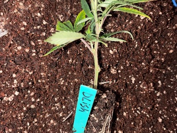 Venta: D'Lish (Purple City Genetics cut)