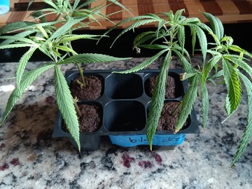 Verkaufen: Blue Dream (Santa Cruz cut)