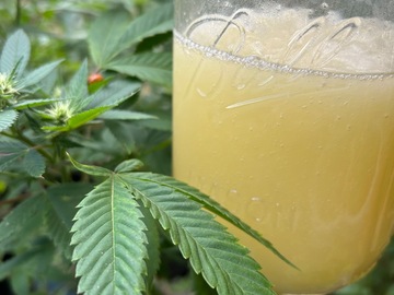 Sale: Gentle Giant Plant Wash – 2oz Premium Crop Concentrate