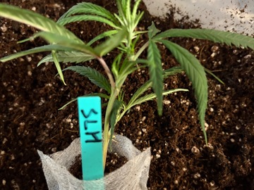 Venta: Super Lemon Haze (Franco cut)