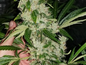 Sale: Crimson Kush (OG Kush x Panama Red) - Clone