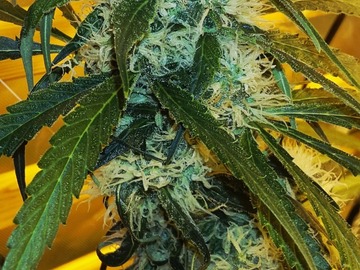 Auction: Power Africa (Skunk Haze x Durban Poison) - Clone Auction
