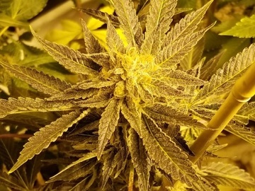 Auction: Black Guatemalan (Guatemala x Sugar Black Rose) - Clone Auction
