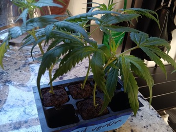 Auktion: TOAD VENOM rooted clone