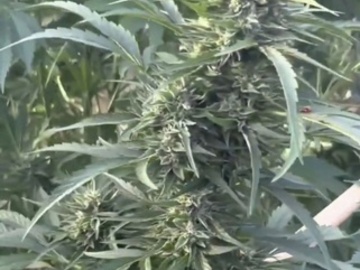Auktion: Lion's Claw OG F2 Autoflower *Mendocino Heirloom IBL Preservation