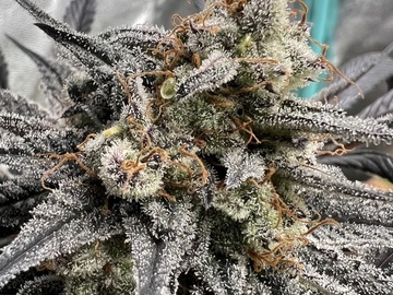 Verkaufen: Josh D OG feminized