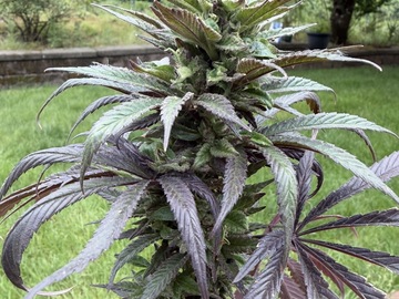 Verkaufen: Panama Red feminized