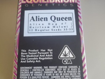 Auktion: Alien Queen [Heirloom Malawi x Aliendog #7] *Limited #35/55