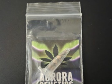 Auktion: Franco's Mojito F1 [Mojito F2 x Super Lemon Haze "Franco's Cut"]