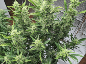 Vente: ETHOS HASHPLANT BX1
