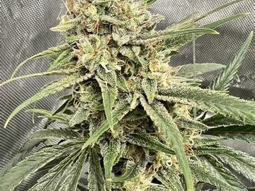 Vente: ETHOS SUPER LEMON HAZE F-5