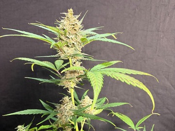Sale: Gastro Pop F6 Feminized Autoflower Yes In Auto form 12pack