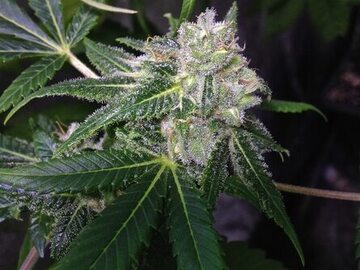 Verkaufen: CSI HUMBOLDT - ‘79 XMAS BUD