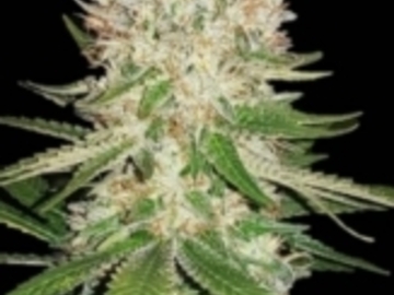 Verkaufen: Super Silver Haze S1s Photo Fems 12pack