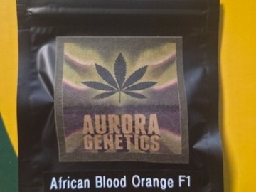 Auktion: African Blood Orange F1 [Blood Orange Tangie x African Orange]