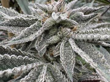 Verkaufen: SOLFIRE GARDENS TRICH BEAST