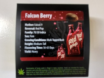 Vente: Red Pop line- Falcon Berry by Exotic Genetix