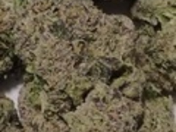 Auction: Egg Roll - Chem D × Biscotti - Cannarado